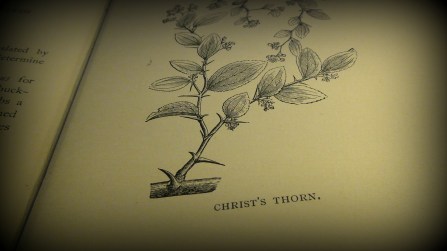 Christ's thorn © 2017 Simon Peter Sutherland